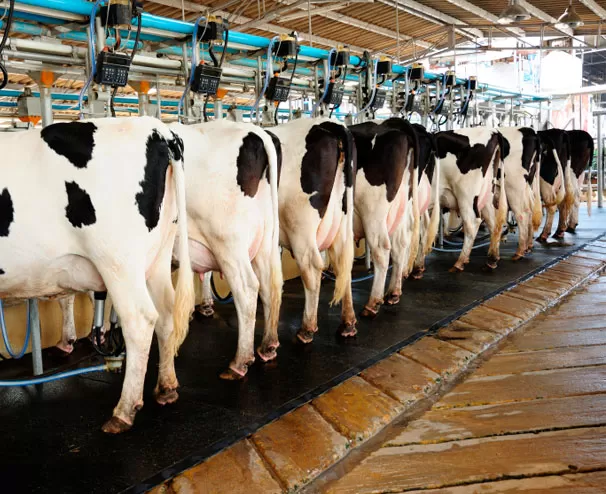 Imagem de uma fazenda com coleta de leite